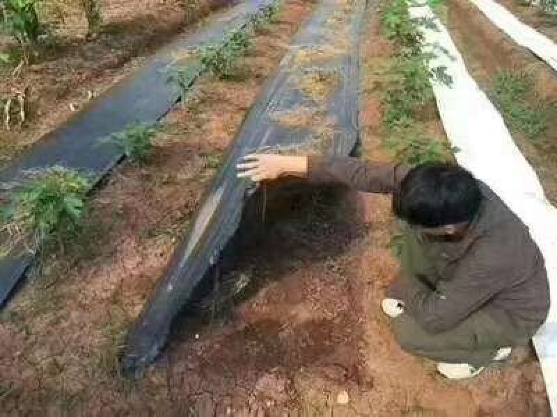 果树防草布可使用3-5年农场防草地布生产厂家直销