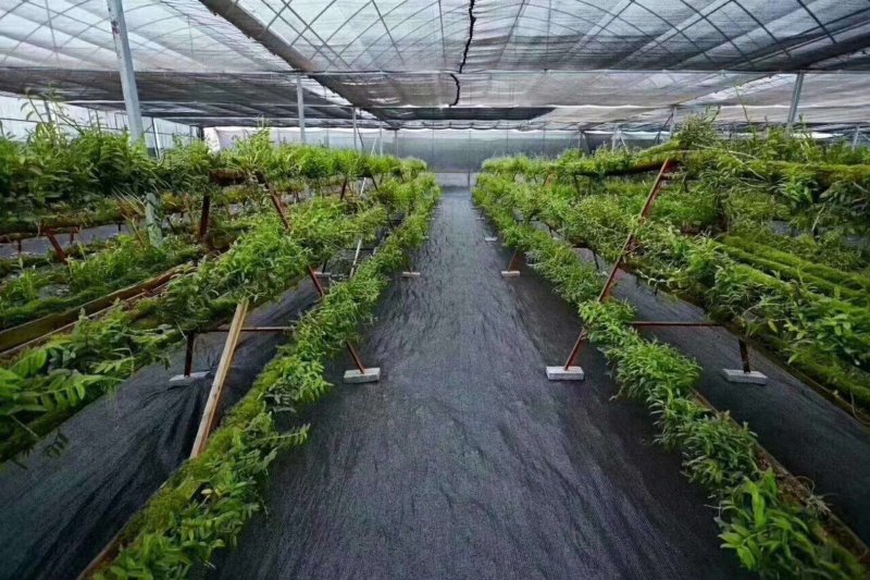 果树防草布可使用3-5年农场防草地布生产厂家直销