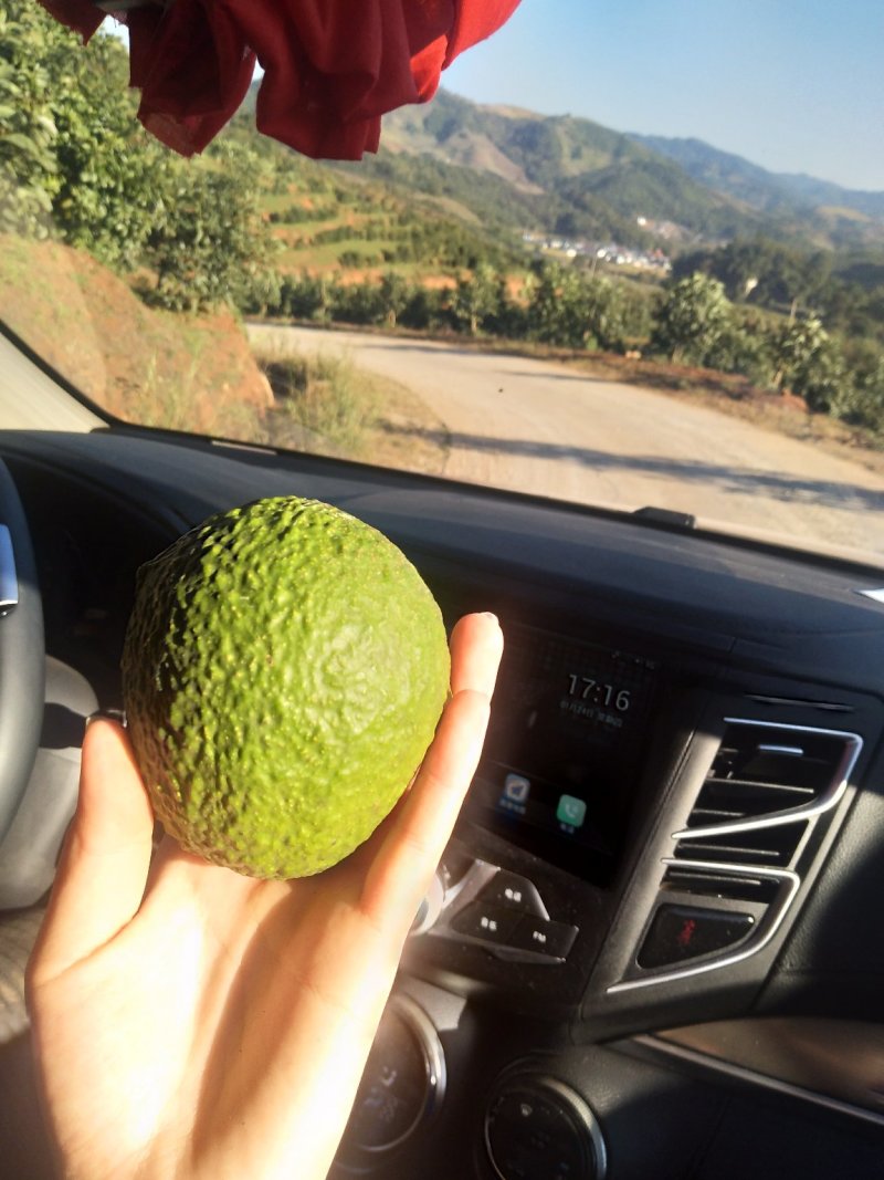 牛油果