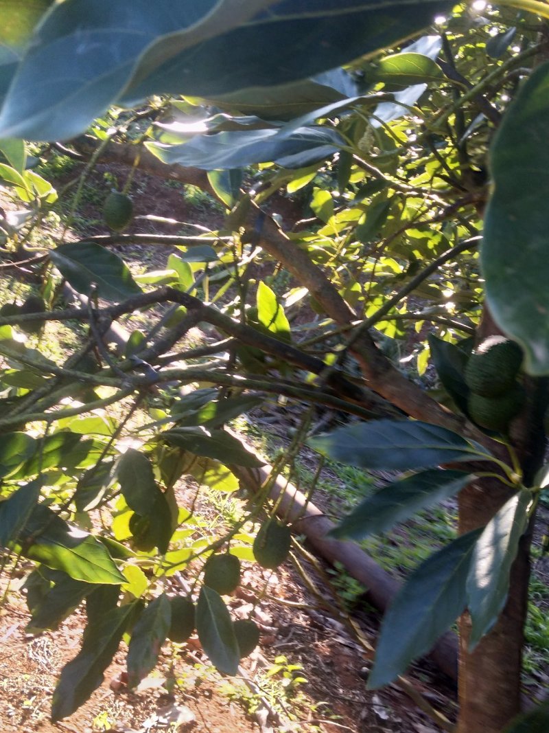 牛油果