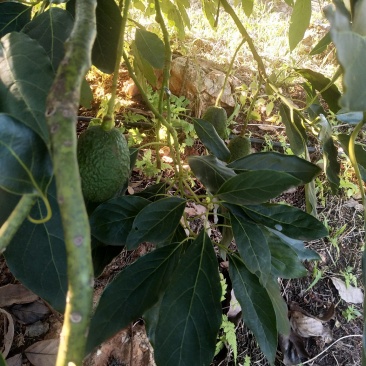 牛油果