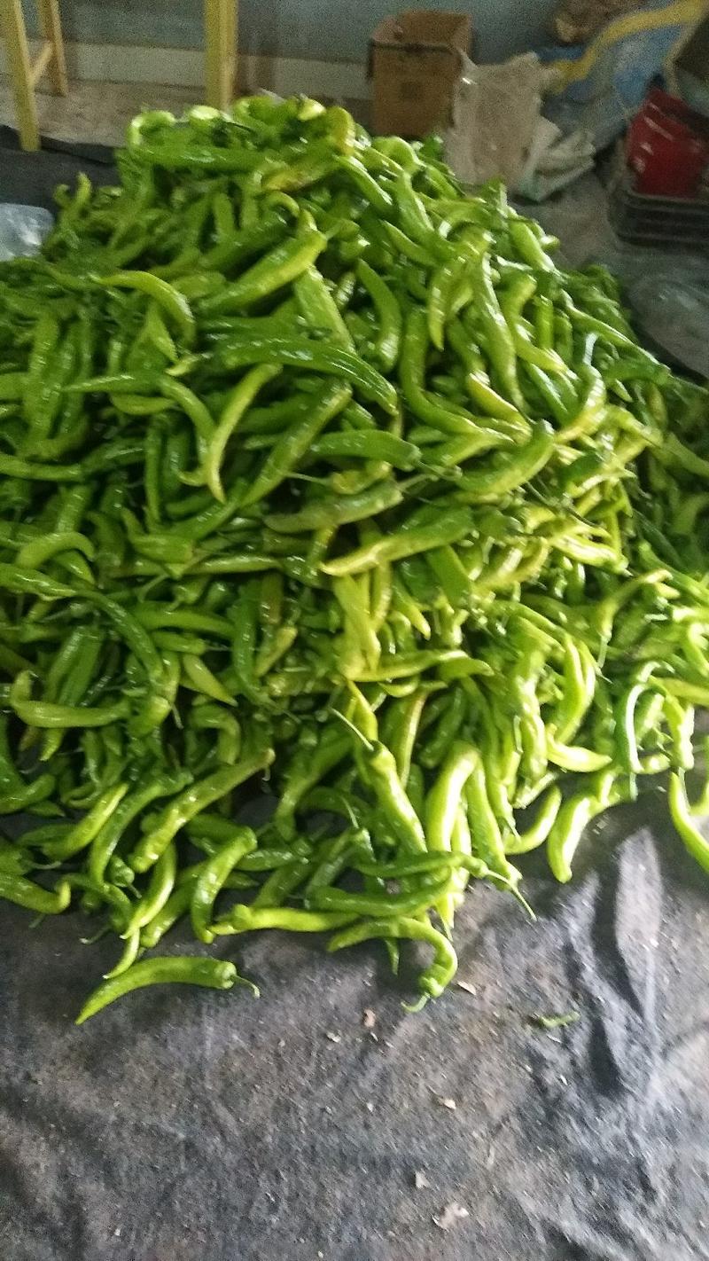 山东济南黄皮尖椒暖棚晚椒青椒供应全国市场商超品质好货量大