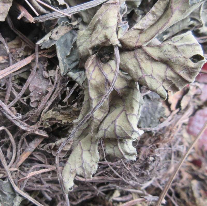 特色食材煲汤泡茶，（肺形草）全草无硫野生。