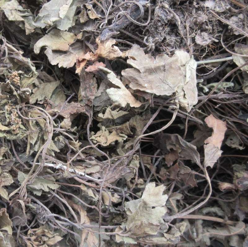 特色食材煲汤泡茶，（肺形草）全草无硫野生。