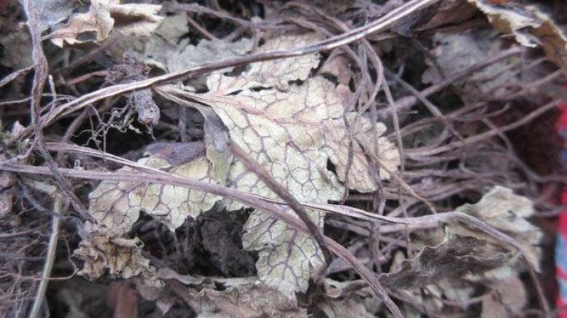 特色食材煲汤泡茶，（肺形草）全草无硫野生。
