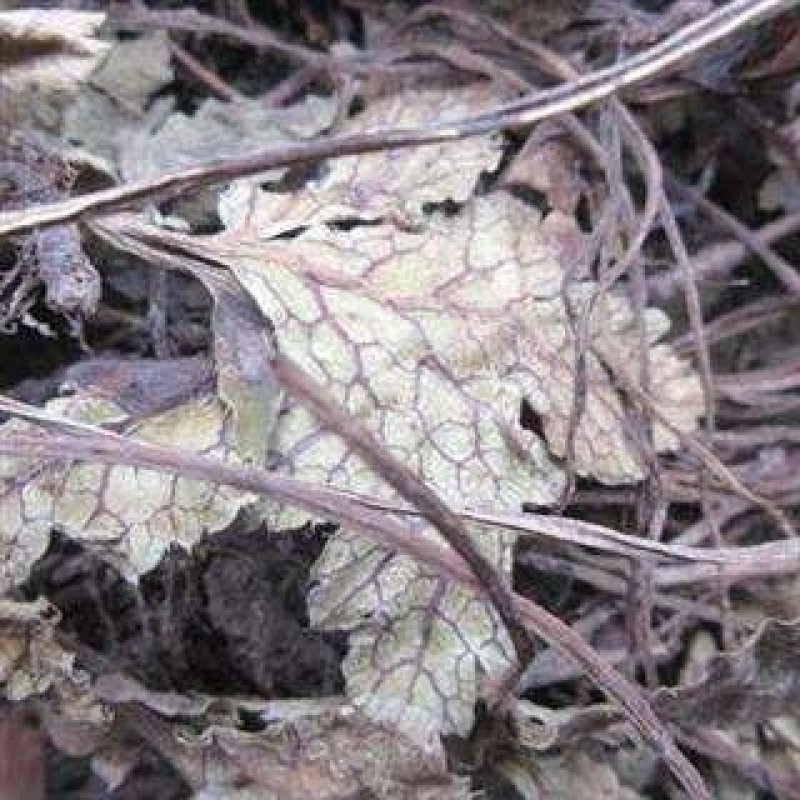 特色食材煲汤泡茶，（肺形草）全草无硫野生。