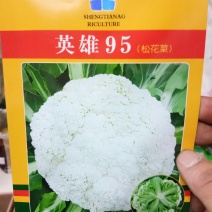 松花菜种子
