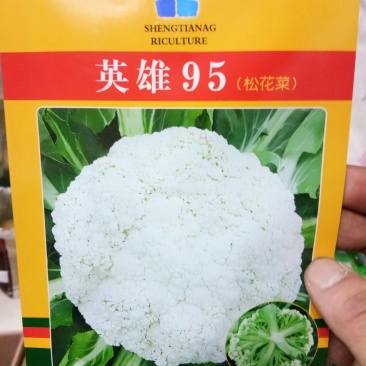 松花菜种子