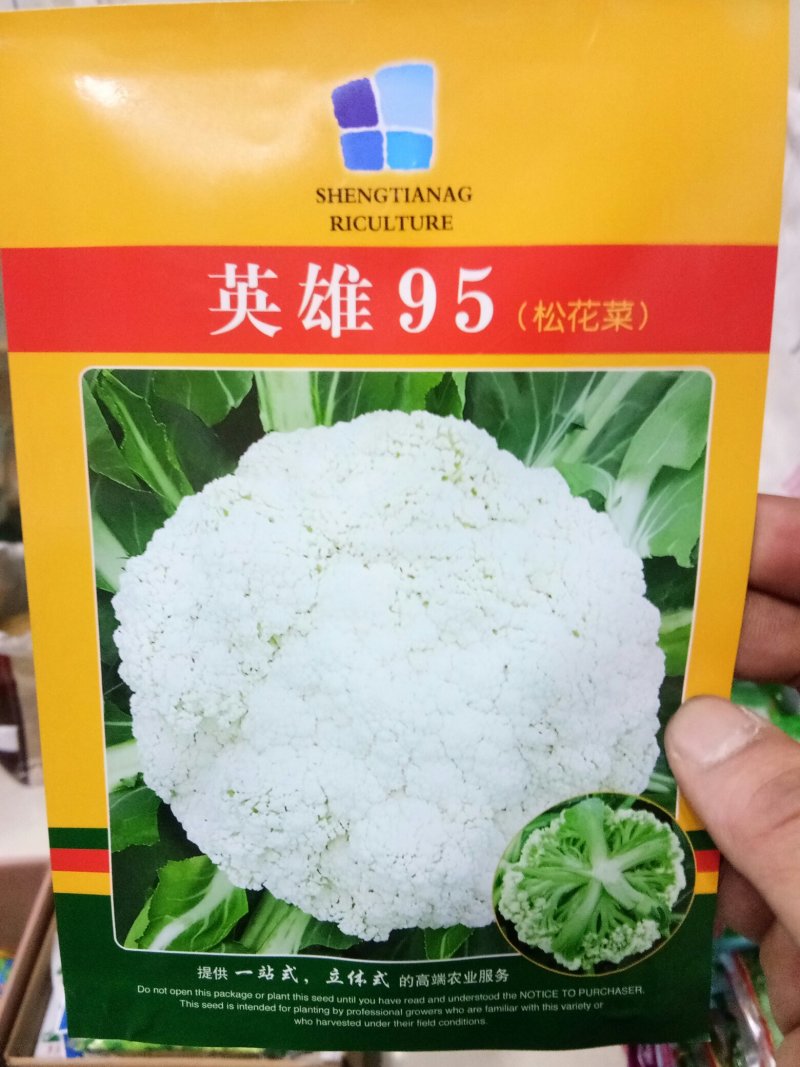 松花菜种子