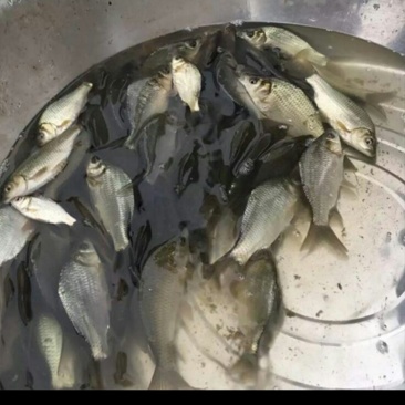 鲤鱼苗，裸鲤苗，建鲤苗均己打过疫苗，质量好，品质保证
