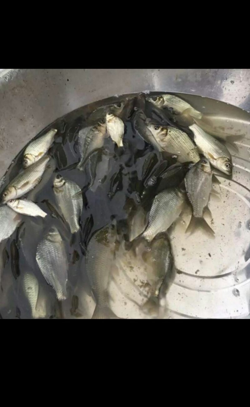 鲤鱼苗，裸鲤苗，建鲤苗均己打过疫苗，质量好，品质保证
