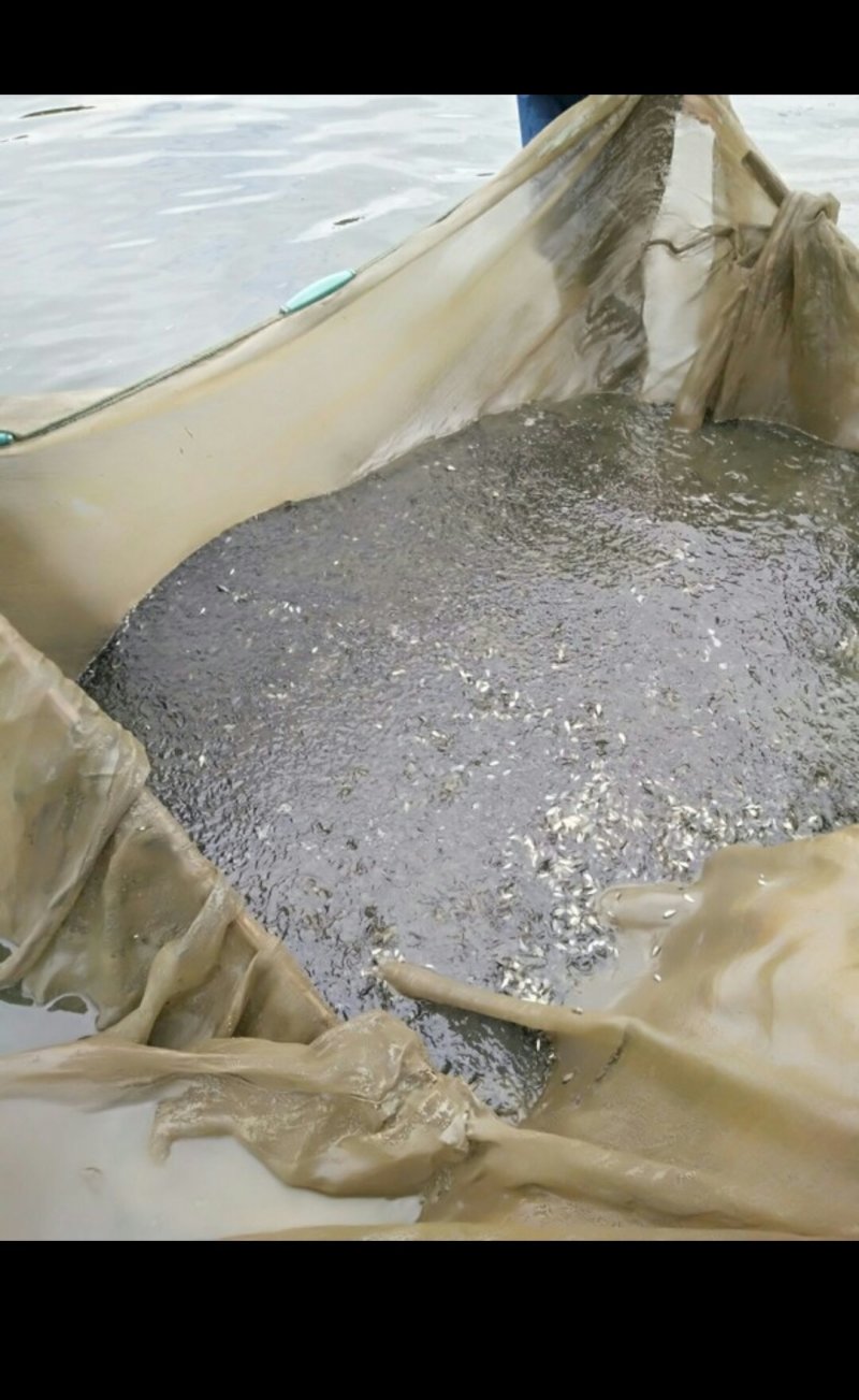 鲤鱼苗，裸鲤苗，建鲤苗均己打过疫苗，质量好，品质保证