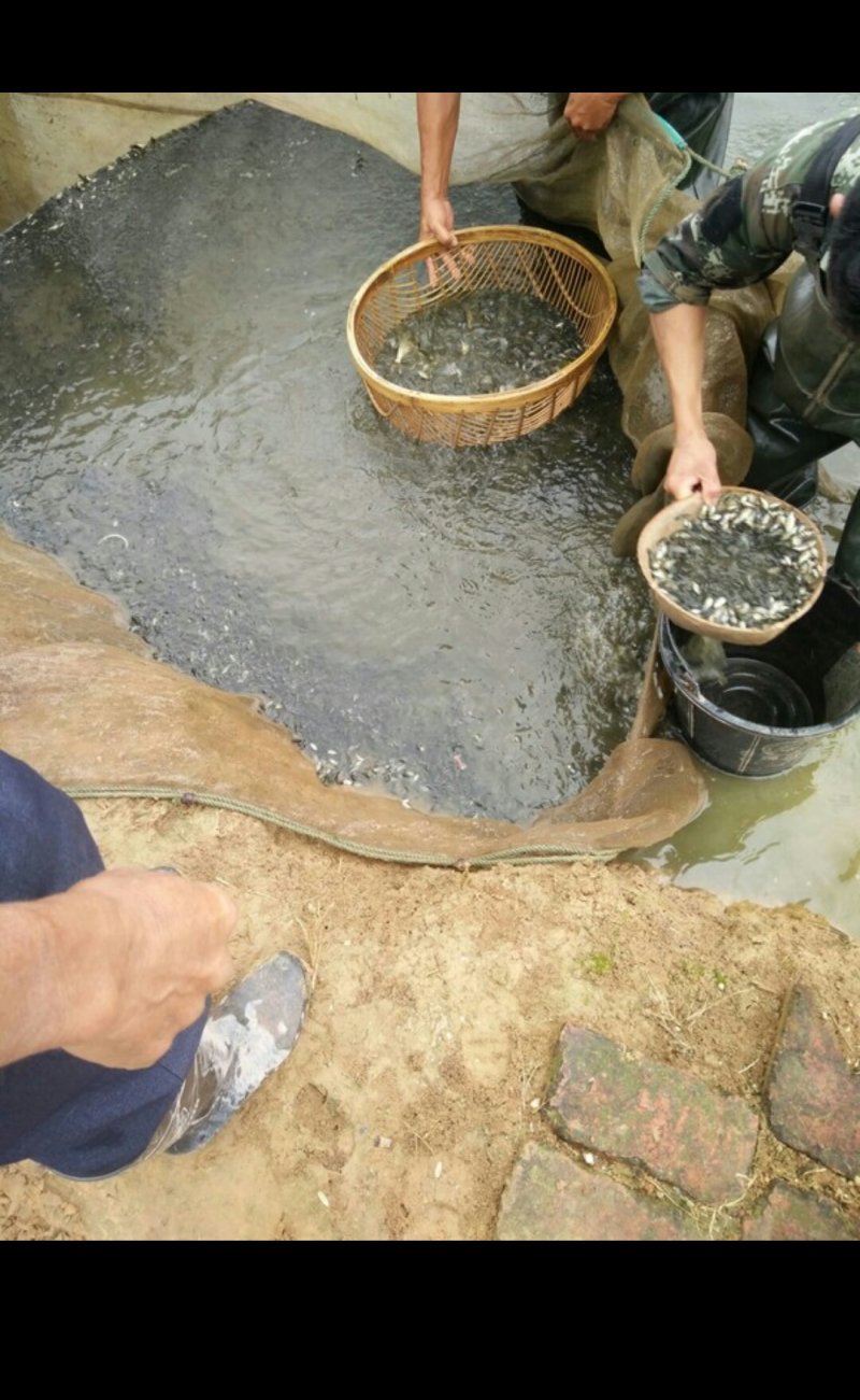 鲤鱼苗，裸鲤苗，建鲤苗均己打过疫苗，质量好，品质保证