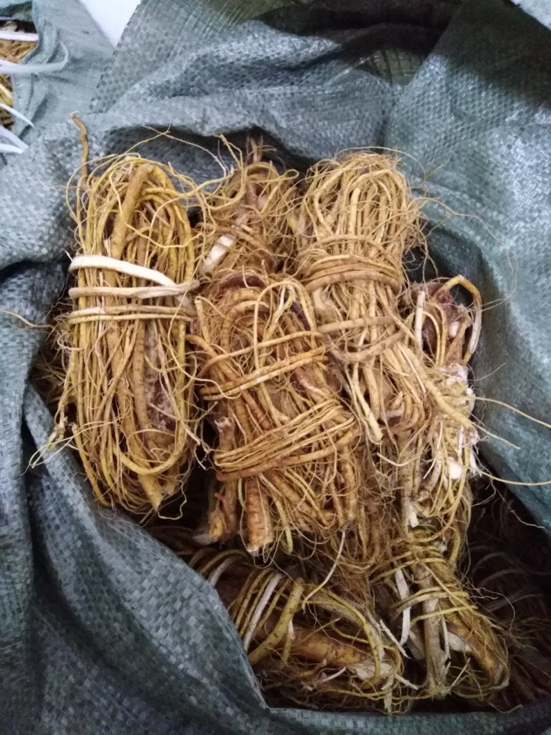 五指毛桃