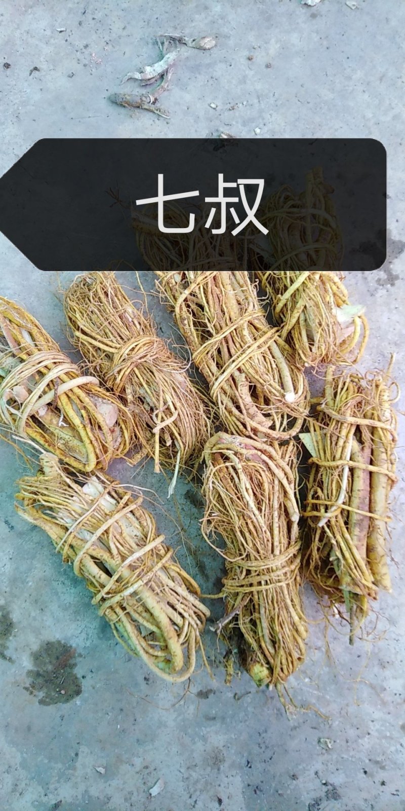 五指毛桃