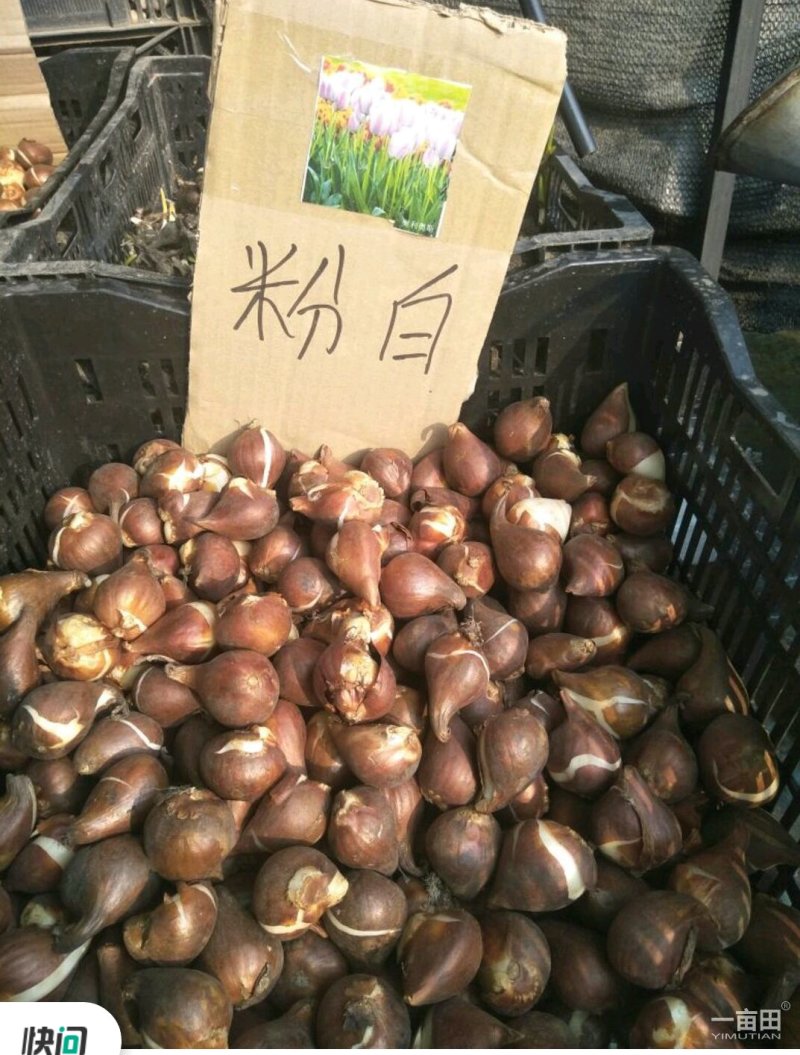 郁金香10cm以下，十种花色，，种球，全国包邮