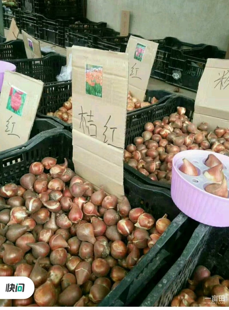 郁金香10cm以下，十种花色，，种球，全国包邮