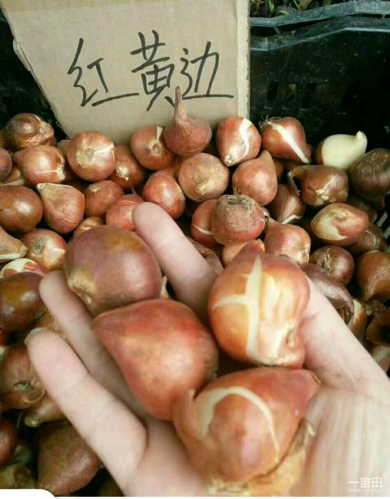 郁金香10cm以下，十种花色，，种球，全国包邮
