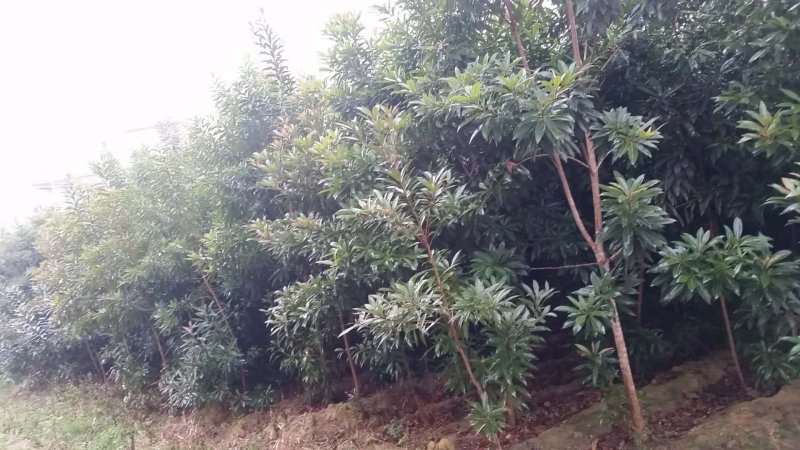 黄金熊猫树广东苗圃直发提供技术指导包成活售后无忧