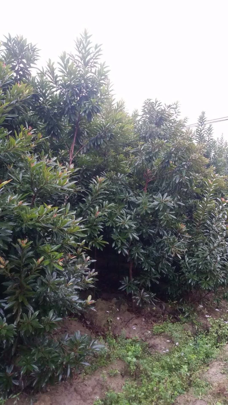 黄金熊猫树广东苗圃直发提供技术指导包成活售后无忧