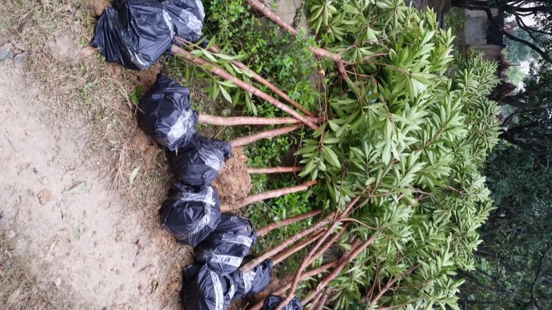 黄金熊猫树广东苗圃直发提供技术指导包成活售后无忧