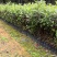 桃金娘广东苗圃直发提供技术指导包成活售后无忧