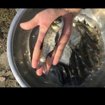 花鲢苗,大头鱼苗,鳙鱼苗,各种规格,量大从优