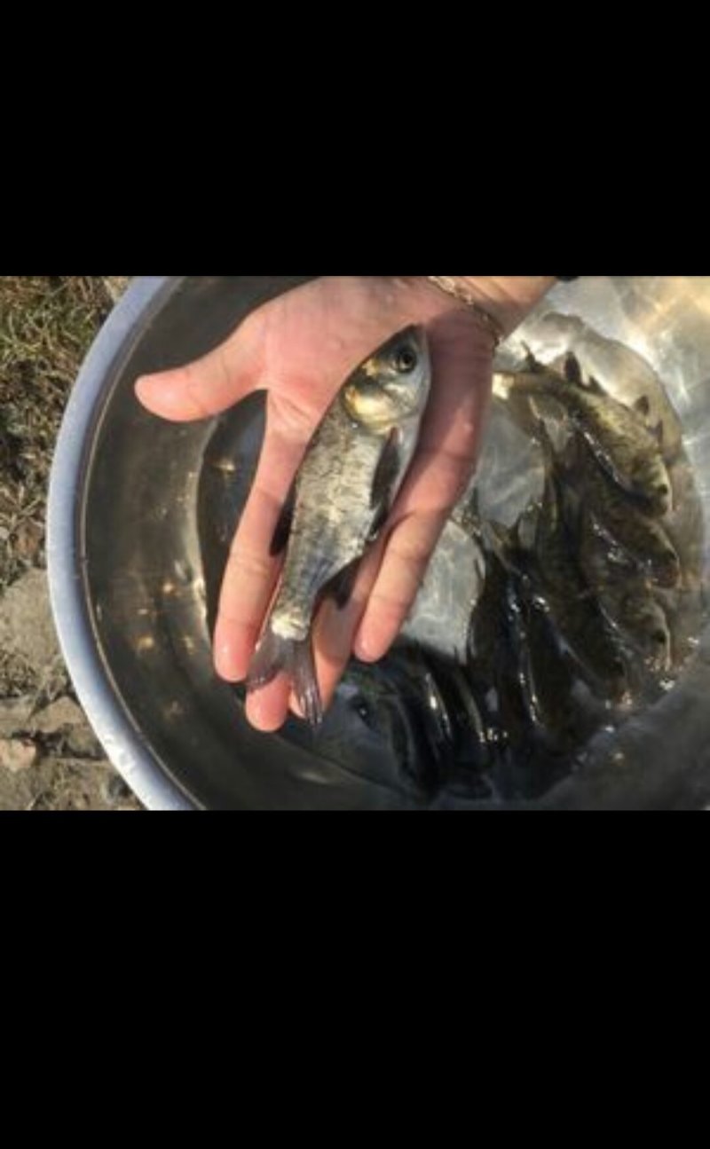 花鲢苗，大头鱼苗，鳙鱼苗，各种规格，量大从优