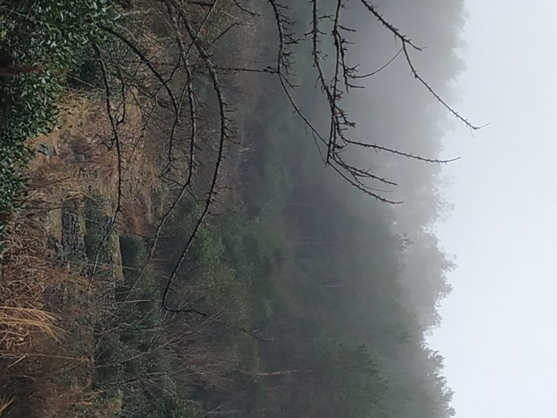 预售2023自家种的30年高山新鲜青梅果