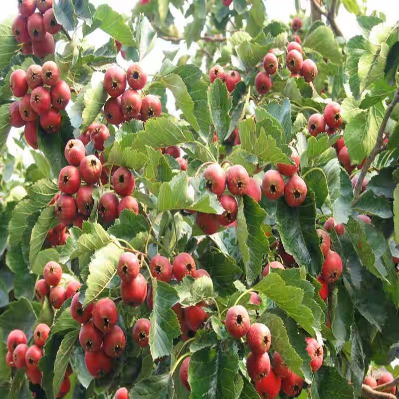 山楂苗山楂树南方北方种植庭院盆栽果树苗当年结果树苗嫁接