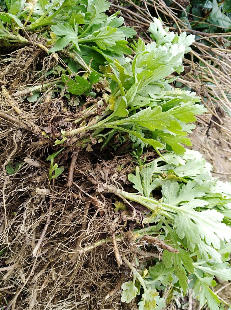 产地大量批发金丝皇菊苗
