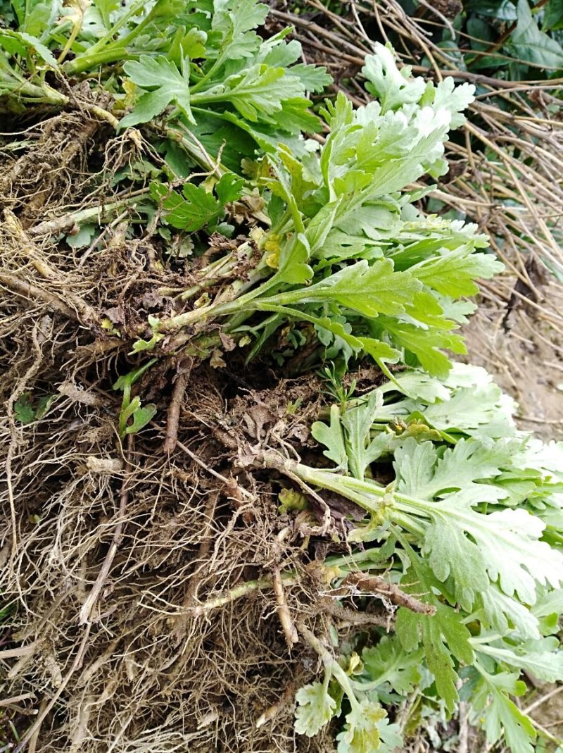 产地大量批发金丝皇菊苗