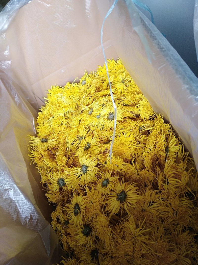 产地大量批发金丝皇菊苗