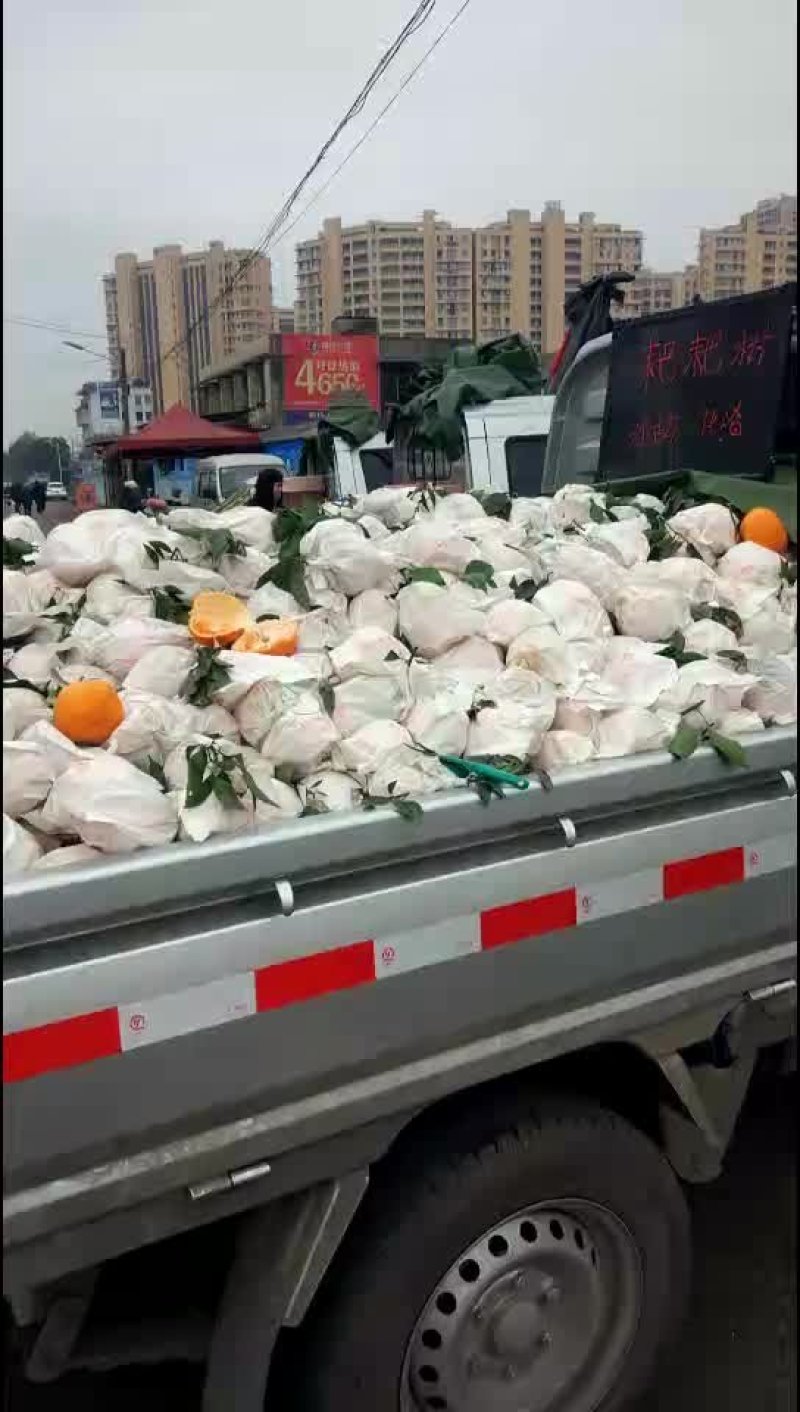柑橘类