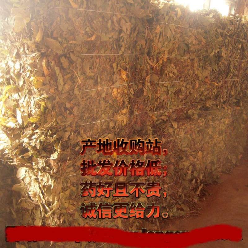 野生带根淫羊藿，含量好圆叶，羊角叶、仙灵脾，色青