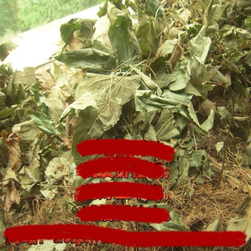 野生带根淫羊藿，含量好圆叶，羊角叶、仙灵脾，色青