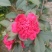 茶花，山茶花