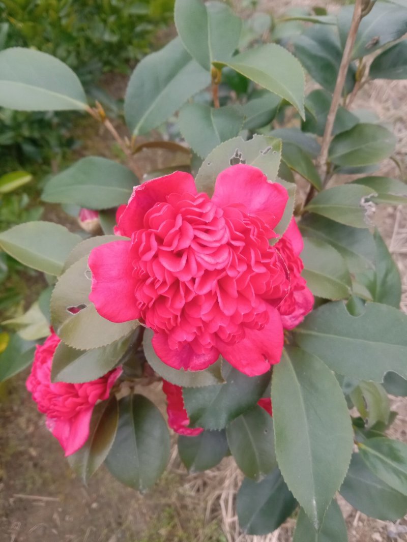 茶花，山茶花