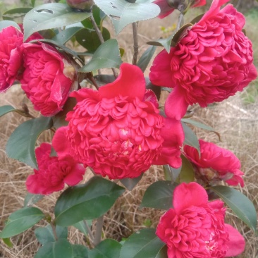 茶花，山茶花