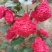 茶花，山茶花