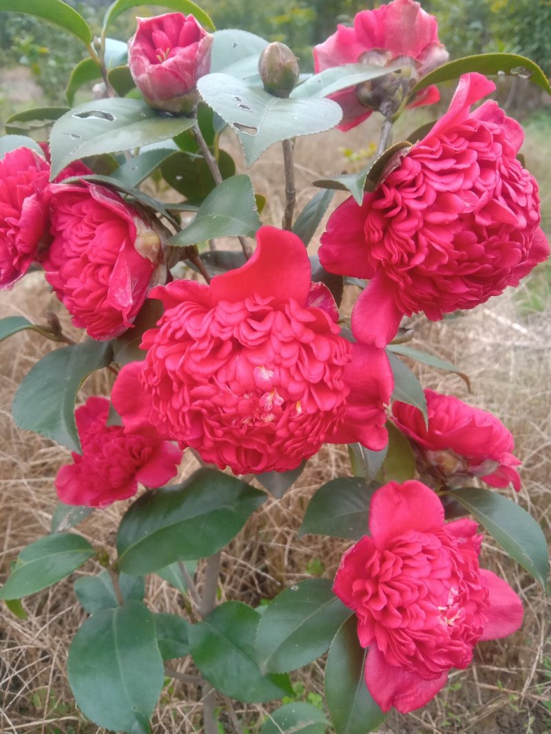 茶花，山茶花