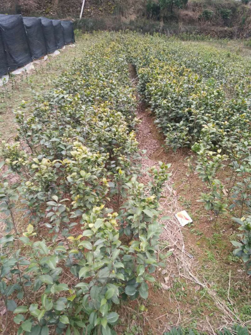 茶花，山茶花