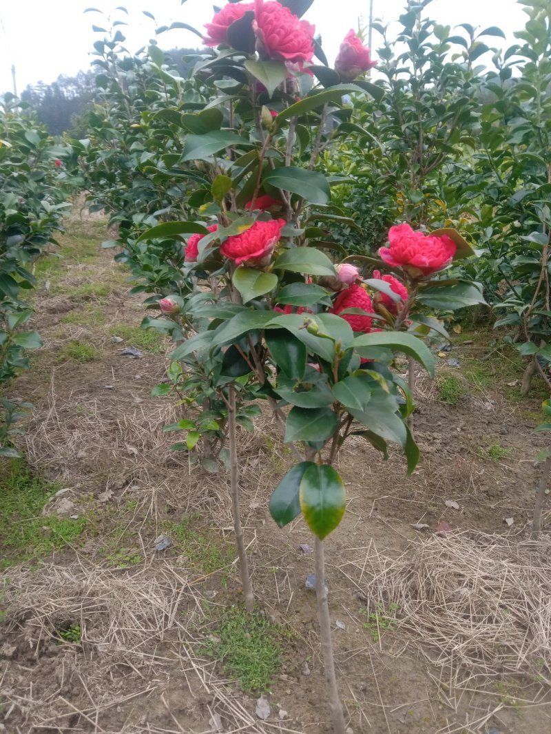 茶花，山茶花
