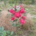 茶花，山茶花