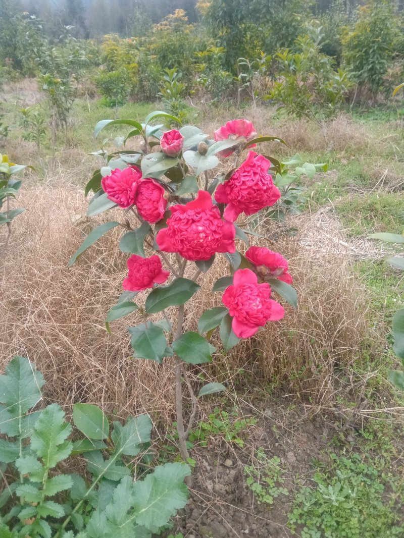 茶花，山茶花