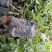 【杨梅苗】东魁杨梅苗生长力强量大价优欢迎采购