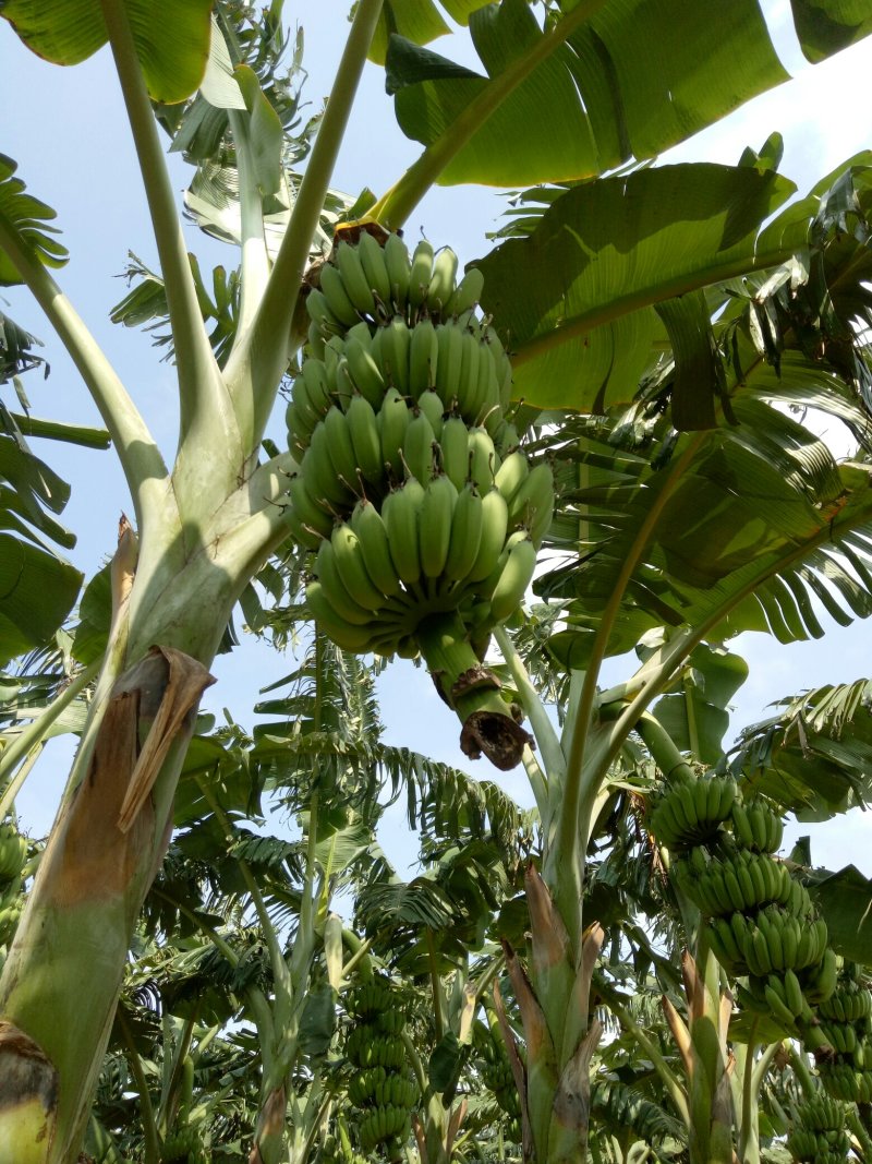 徐闻粉蕉广东省徐闻县精品粉蕉八分熟无黑点货源充足质量保证