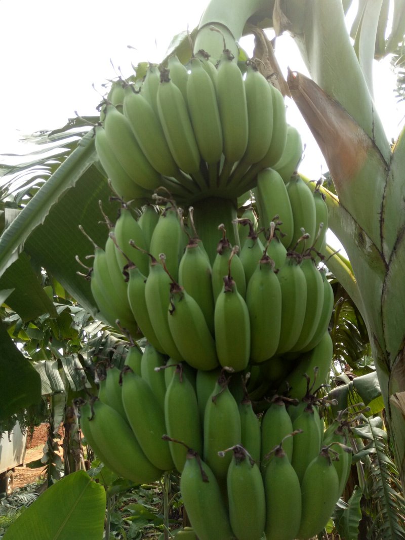 徐闻粉蕉广东省徐闻县精品粉蕉八分熟无黑点货源充足质量保证