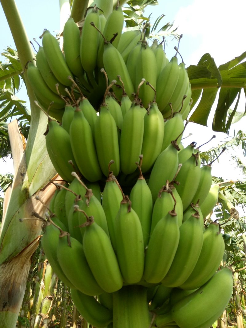 徐闻粉蕉广东省徐闻县精品粉蕉八分熟无黑点货源充足质量保证