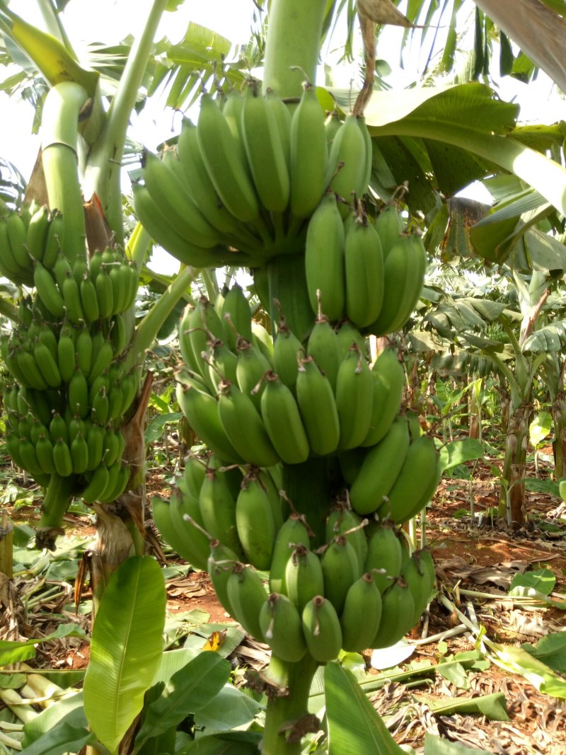徐闻粉蕉广东省徐闻县精品粉蕉八分熟无黑点货源充足质量保证